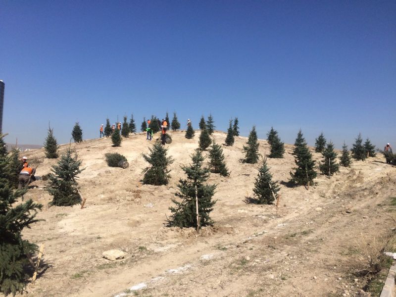 Ağaçlandırma Çalışması
