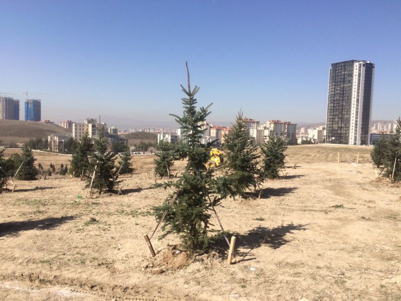 Ağaçlandırma Çalışması