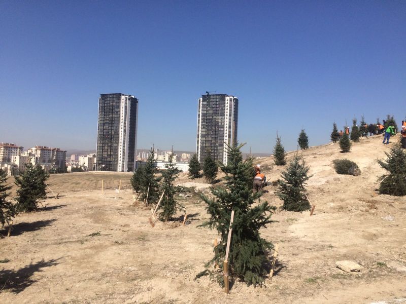 Ağaçlandırma Çalışması